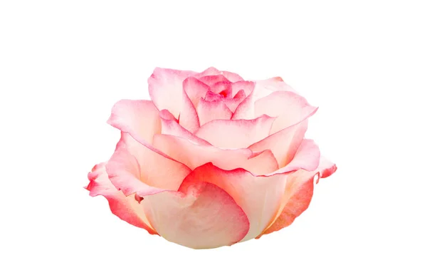 Pink rose isolated — Stock Photo, Image