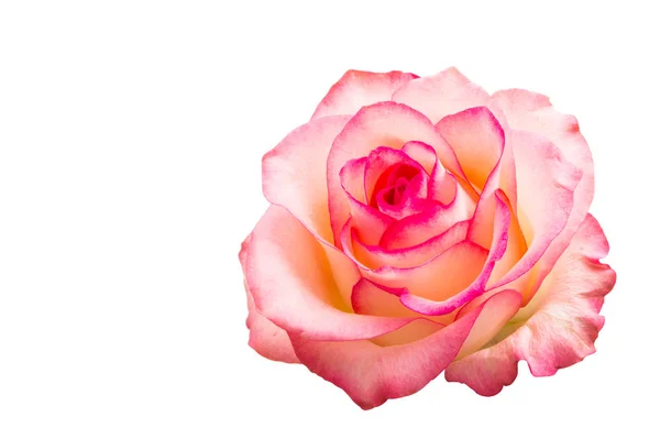 Roze roos geïsoleerd — Stockfoto