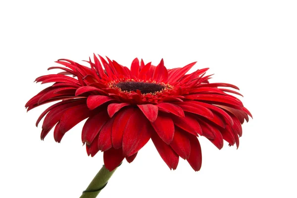 Květina červená gerbera, samostatný — Stock fotografie