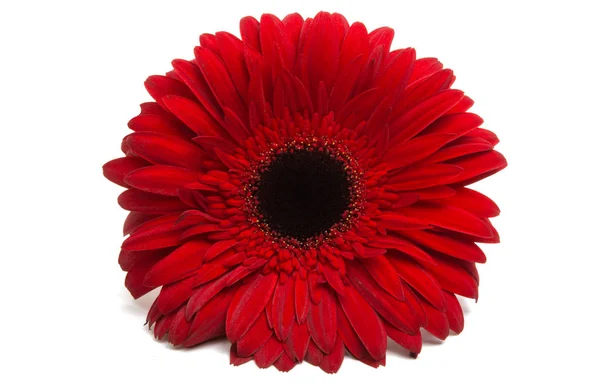 Red gerbera flower isolated — Stock Photo, Image