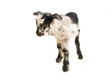 küçük gri goatling 