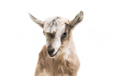 küçük goatling 