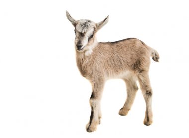 küçük goatling 