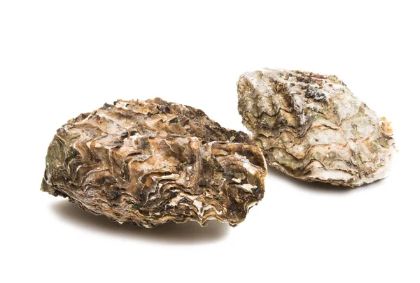 Zee oester geïsoleerd — Stockfoto