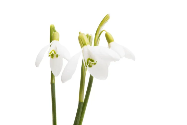 Snowdrop close-up isolated — Stock Photo, Image