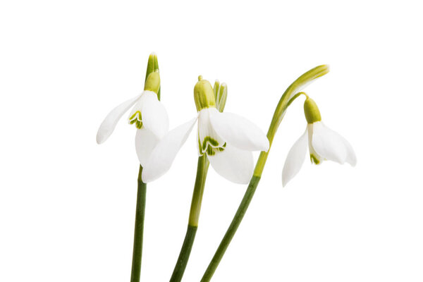 snowdrop close-up isolated 