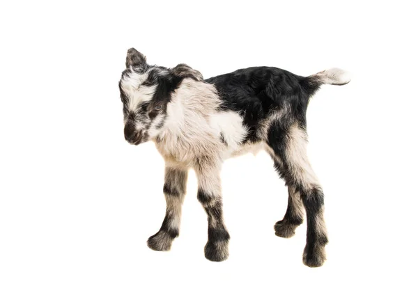 Küçük goatling — Stok fotoğraf