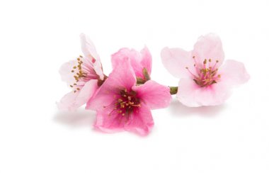 İzole Sakura çiçekler 