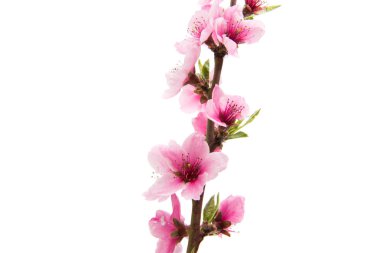 İzole Sakura çiçekler 
