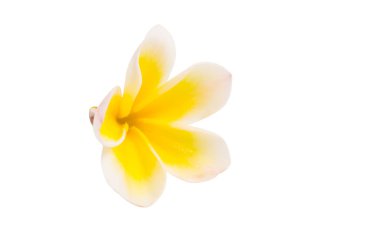 izole frangipani çiçek 