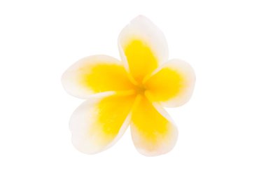 izole frangipani çiçek 