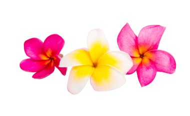 izole frangipani çiçek 