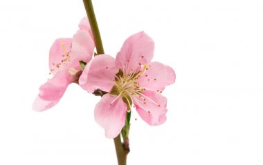 İzole Sakura çiçekler 