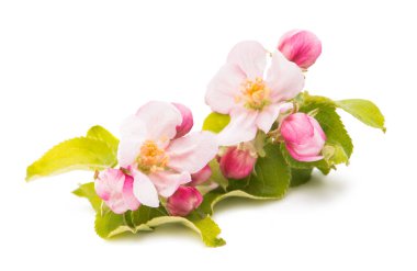 izole elma ağacının çiçekleri 