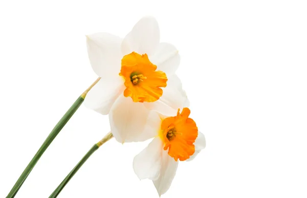 Daffodils flower isolated — Stock Photo, Image
