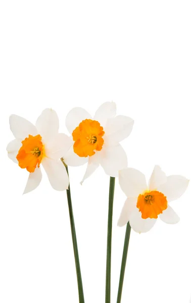 Daffodils isolated — Stock Photo, Image