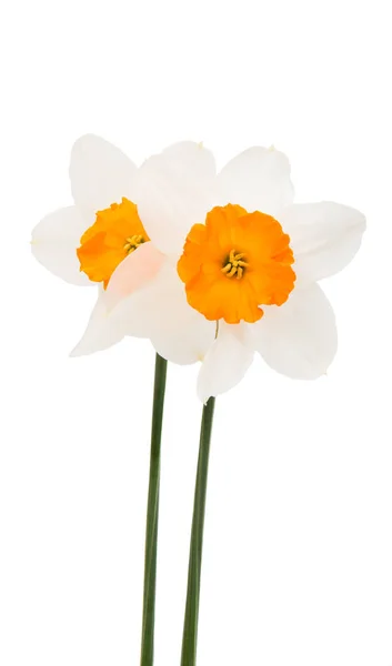 Daffodils isolated — Stock Photo, Image