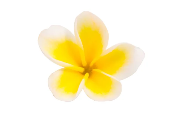 Flor de frangipani isolada — Fotografia de Stock
