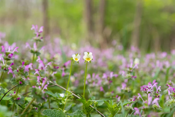 Flores de primavera em um prado — Fotografia de Stock