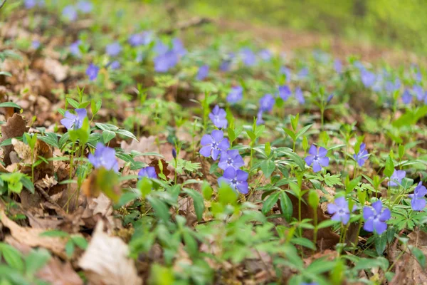 Blossoming periwinkle in the forest — Stock Photo, Image