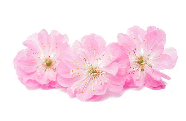 Blossoming branch of almond (PRUNUS TRILOBA) — Stock Photo, Image