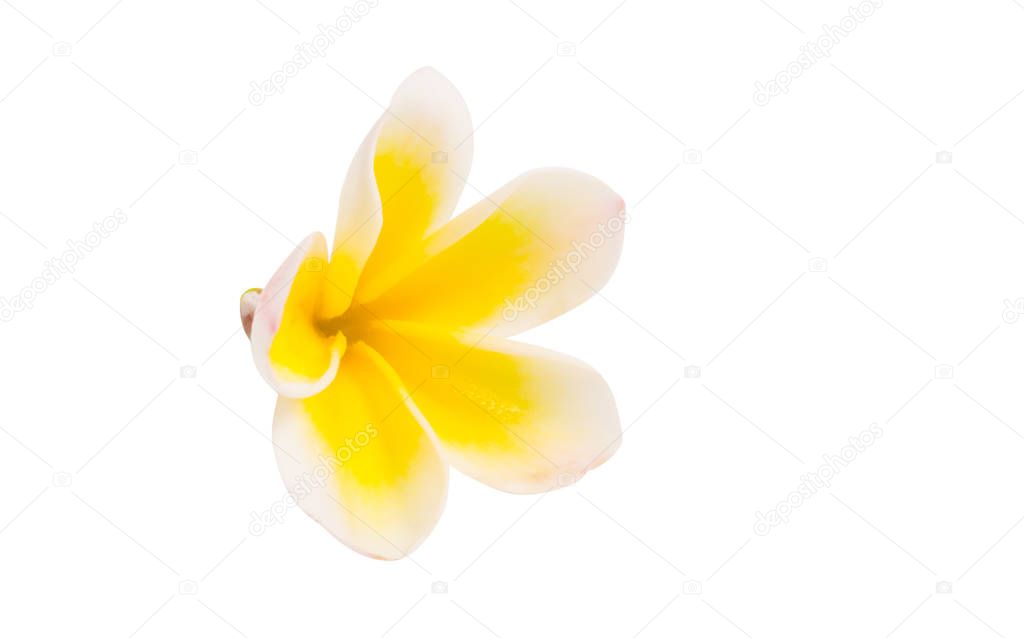 frangipani flower isolated 
