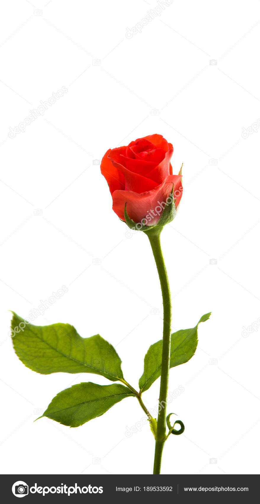 little rose