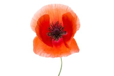 haşhaş çiçeği izole 