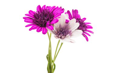 İzole Osteosperumum çiçek papatya 