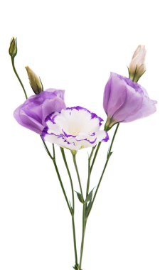 eustoma çiçek 
