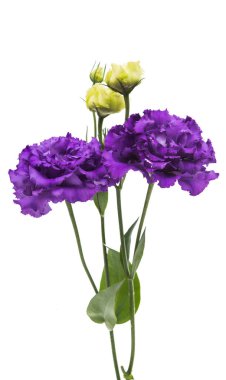 eustoma çiçek 