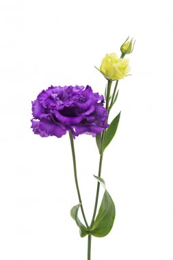 eustoma çiçek 