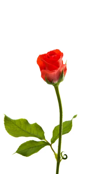 Μικρό τριαντάφυλλο απομονωμένες — Φωτογραφία Αρχείου