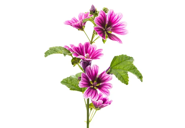 Фиолетовый цветок "Common Mallow" (Malva Sylvestris) изолирован — стоковое фото