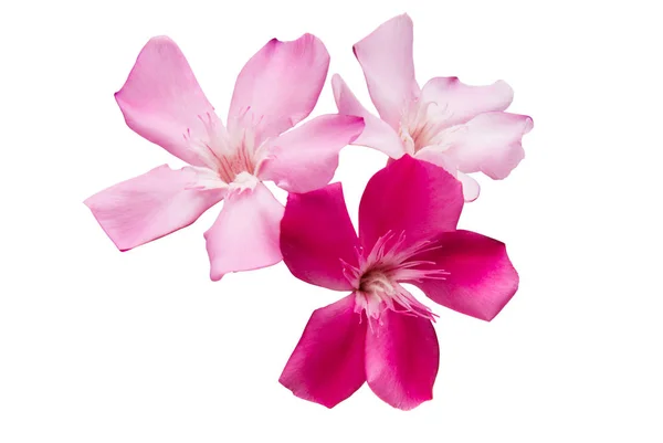 Oleander bloemen geïsoleerd — Stockfoto