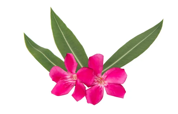 Oleander bloemen geïsoleerd — Stockfoto