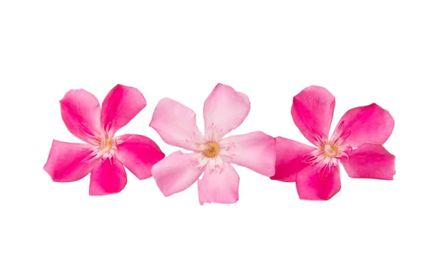 Oleander flowers isolated — Stock Photo, Image