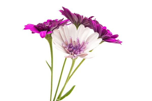 Stokrotka Osteosperumum kwiat na białym tle — Zdjęcie stockowe