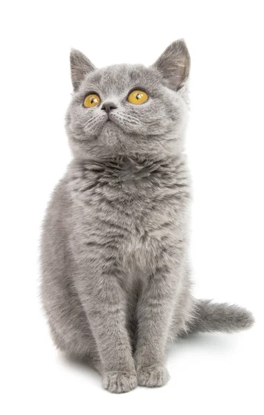 Cinza bonito gatinho isolado — Fotografia de Stock