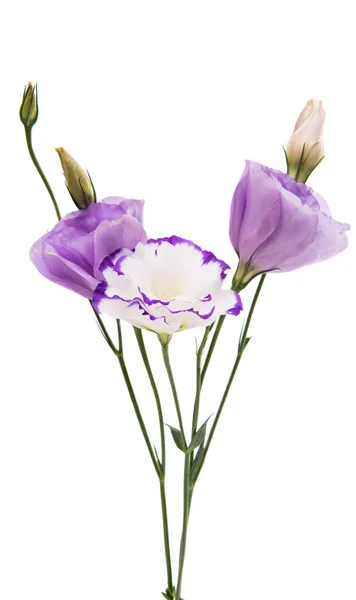 Eustoma kwiat — Zdjęcie stockowe