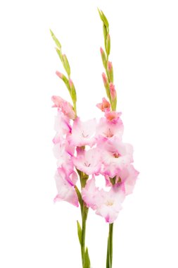 Glayöl çiçek izole 