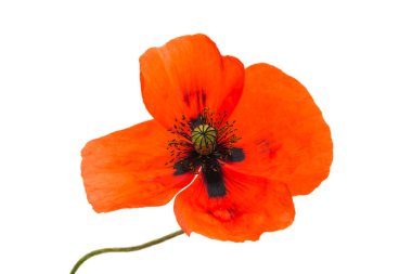 haşhaş çiçekleri izole 