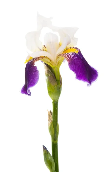 Iris Flor aislada —  Fotos de Stock