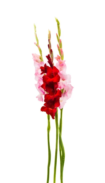 Gladiolenblüten isoliert — Stockfoto