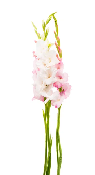 Gladiolus blommor isolerade — Stockfoto