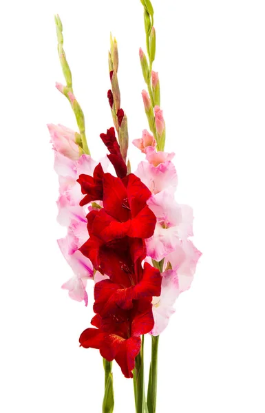Gladiolus virágok elszigetelt — Stock Fotó
