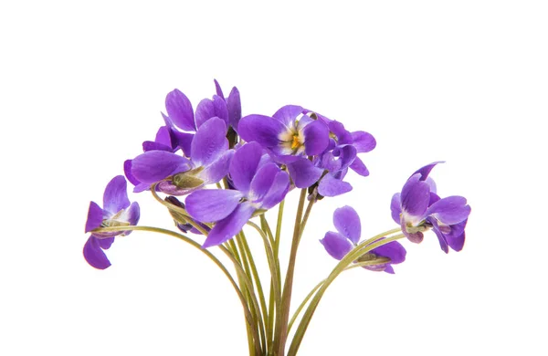 Flores de uma violeta florestal isolada — Fotografia de Stock