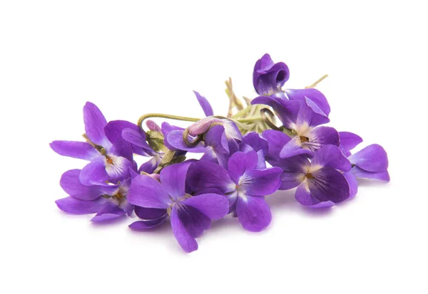 Bloemen van een geïsoleerd bos-violet — Stockfoto