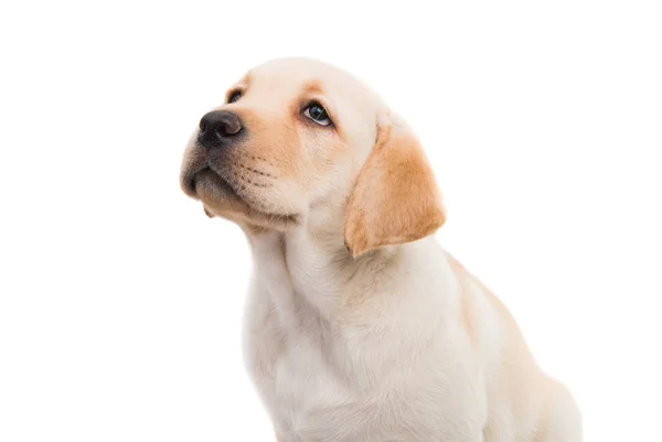 İzole köpek yavrusu labrador — Stok fotoğraf