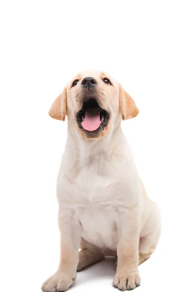 Cachorrinho labrador isolado — Fotografia de Stock